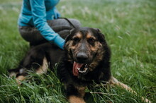 ROYS83, Hund, Mischlingshund in Slowakische Republik - Bild 8