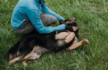 ROYS83, Hund, Mischlingshund in Slowakische Republik - Bild 9