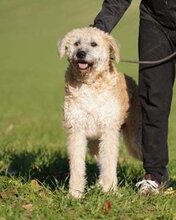 BARI, Hund, Mischlingshund in Ungarn - Bild 1
