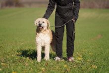 BARI, Hund, Mischlingshund in Ungarn - Bild 2
