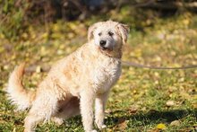 BARI, Hund, Mischlingshund in Ungarn - Bild 3