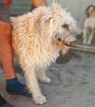 BARI, Hund, Mischlingshund in Ungarn - Bild 8