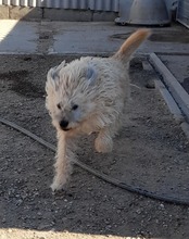 BARI, Hund, Mischlingshund in Ungarn - Bild 9