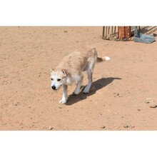 FIGO, Hund, Mischlingshund in Eppstein - Bild 4