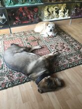 FIGO, Hund, Mischlingshund in Eppstein - Bild 9