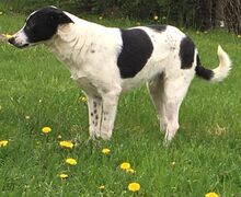 BLANCO, Hund, Mischlingshund in Dillenburg - Bild 2