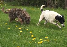 BLANCO, Hund, Mischlingshund in Dillenburg - Bild 3