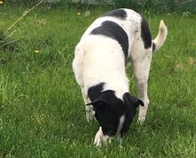 BLANCO, Hund, Mischlingshund in Dillenburg - Bild 5