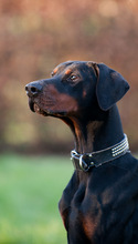 LEX, Hund, Dobermann in Viersen - Bild 2