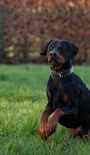 LEX, Hund, Dobermann in Viersen - Bild 3