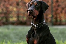 LEX, Hund, Dobermann in Viersen - Bild 4