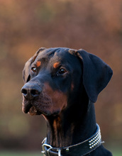LEX, Hund, Dobermann in Viersen - Bild 5