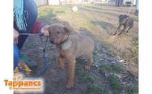 BITOND, Hund, Mischlingshund in Ungarn - Bild 1