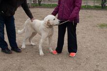 FRANCHO, Hund, Mischlingshund in Spanien - Bild 10