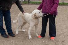 FRANCHO, Hund, Mischlingshund in Spanien - Bild 14