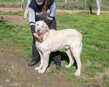 FRANCHO, Hund, Mischlingshund in Spanien - Bild 2