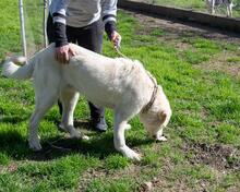 FRANCHO, Hund, Mischlingshund in Spanien - Bild 6