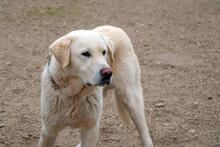FRANCHO, Hund, Mischlingshund in Spanien - Bild 8