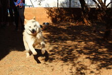 ALANA, Hund, Akita Inu in Spanien - Bild 11