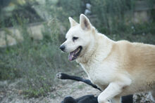 ALANA, Hund, Akita Inu in Spanien - Bild 2