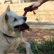 ALANA, Hund, Akita Inu in Spanien - Bild 4