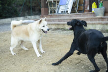 ALANA, Hund, Akita Inu in Spanien - Bild 9