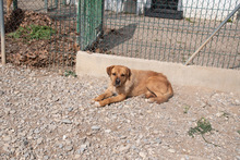 ASTUN, Hund, Mischlingshund in Spanien - Bild 10