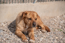 ASTUN, Hund, Mischlingshund in Spanien - Bild 11