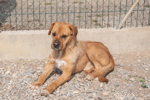ASTUN, Hund, Mischlingshund in Spanien - Bild 12