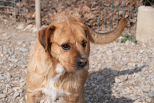 ASTUN, Hund, Mischlingshund in Spanien - Bild 14