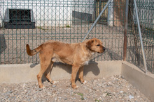 ASTUN, Hund, Mischlingshund in Spanien - Bild 16