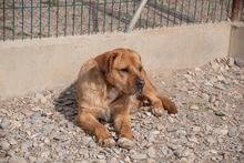 ASTUN, Hund, Mischlingshund in Spanien - Bild 17