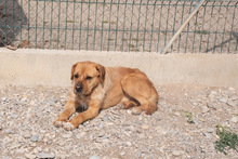 ASTUN, Hund, Mischlingshund in Spanien - Bild 18