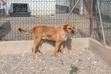 ASTUN, Hund, Mischlingshund in Spanien - Bild 20