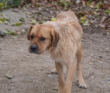 ASTUN, Hund, Mischlingshund in Spanien - Bild 27