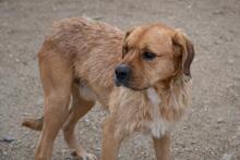 ASTUN, Hund, Mischlingshund in Spanien - Bild 28