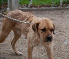 ASTUN, Hund, Mischlingshund in Spanien - Bild 29