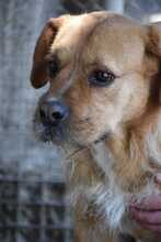 ASTUN, Hund, Mischlingshund in Spanien - Bild 3
