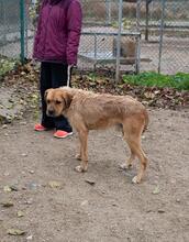 ASTUN, Hund, Mischlingshund in Spanien - Bild 31