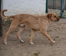 ASTUN, Hund, Mischlingshund in Spanien - Bild 32