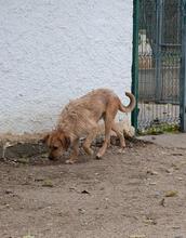 ASTUN, Hund, Mischlingshund in Spanien - Bild 34