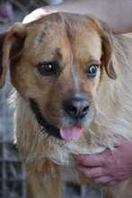 ASTUN, Hund, Mischlingshund in Spanien - Bild 4