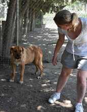 ASTUN, Hund, Mischlingshund in Spanien - Bild 7