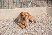 ASTUN, Hund, Mischlingshund in Spanien - Bild 8