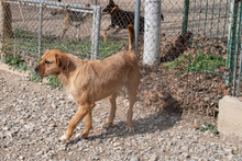 ASTUN, Hund, Mischlingshund in Spanien - Bild 9