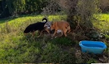 MAGO, Hund, Mischlingshund in Italien - Bild 10