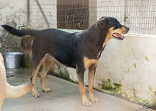 MAGO, Hund, Mischlingshund in Italien - Bild 2