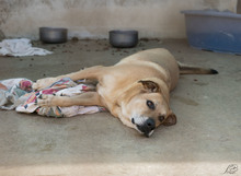 GIORGIO, Hund, Mischlingshund in Italien - Bild 2
