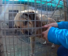 MASSIMO, Hund, Mischlingshund in Italien - Bild 10