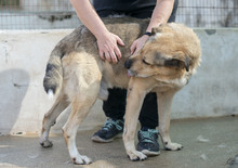 MASSIMO, Hund, Mischlingshund in Italien - Bild 3